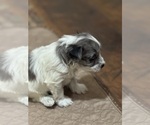 Small Photo #3 Schnauzer (Miniature) Puppy For Sale in PFLUGERVILLE, TX, USA