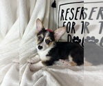 Small #3 Pembroke Welsh Corgi