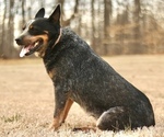 Small Photo #1 Australian Cattle Dog Puppy For Sale in WINSTON SALEM, NC, USA