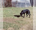 Small #7 German Shorthaired Lab