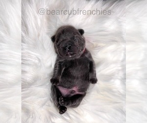 French Bulldog Puppy for sale in FRANKLIN, IN, USA