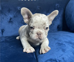 Small Photo #4 French Bulldog Puppy For Sale in FORT LAUDERDALE, FL, USA