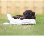 Small Photo #1 German Shepherd Dog Puppy For Sale in HAZEL GREEN, AL, USA