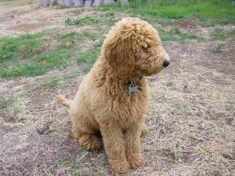Medium Photo #1 Goldendoodle Puppy For Sale in SAN DIEGO, CA, USA