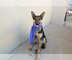 Small Photo #2 German Shepherd Dog-Unknown Mix Puppy For Sale in McKinney, TX, USA
