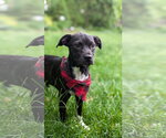Small #2 Boston Terrier Mix