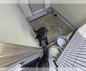 Labrador Retriever Dogs for adoption in Corona, CA, USA