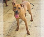 Small #3 Labrador Retriever Mix