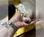 Puppy AKC Little Boy2 Basset Hound