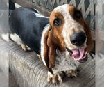 Small #1 Basset Hound
