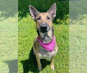 German Shepherd Dog Dogs for adoption in Tulsa, OK, USA
