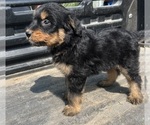 Small Photo #11 Aussiedoodle-Poodle (Standard) Mix Puppy For Sale in RUSSELL, IA, USA