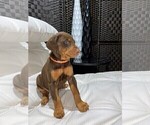 Small Photo #3 Doberman Pinscher Puppy For Sale in BUCKEYE, AZ, USA