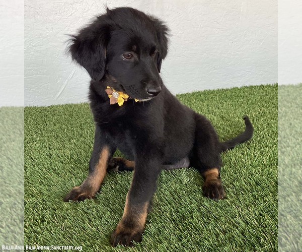 Medium Photo #3 Mutt Puppy For Sale in San Diego, CA, USA