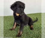 Small #2 Mutt