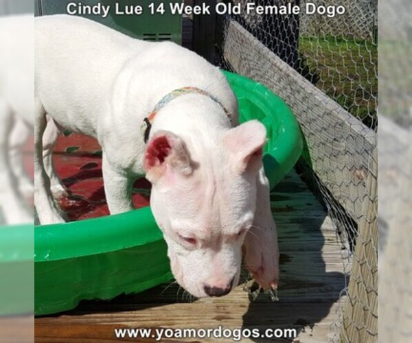 Medium Photo #213 Dogo Argentino Puppy For Sale in PINEVILLE, MO, USA