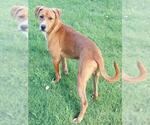 Small American Foxhound Mix