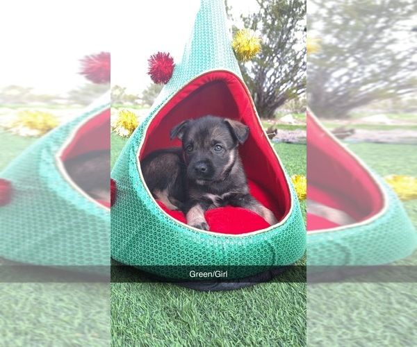 Medium Photo #1 Dutch Shepherd Dog-Siberian Husky Mix Puppy For Sale in APACHE JUNCTION, AZ, USA