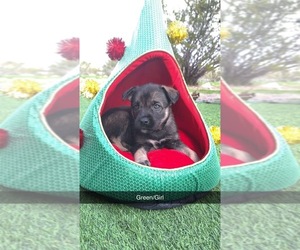 Dutch Shepherd Dog-Siberian Husky Mix Puppy for sale in APACHE JUNCTION, AZ, USA