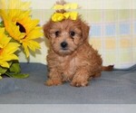 Small Photo #6 Morkie Puppy For Sale in BARNESVILLE, KS, USA