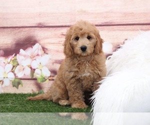 Goldendoodle Puppy for sale in MARIETTA, GA, USA