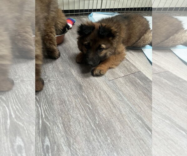 Medium Photo #4 German Shepherd Dog Puppy For Sale in Seattle, WA, USA