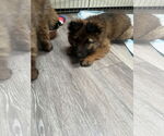 Small #3 German Shepherd Dog