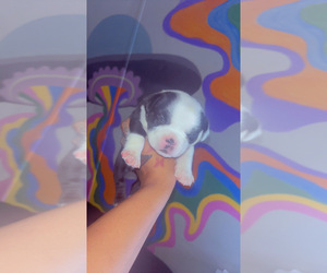 American Bully Puppy for sale in REIDSVILLE, GA, USA