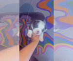 Image preview for Ad Listing. Nickname: Oreo