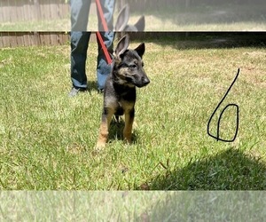 German Shepherd Dog Puppy for sale in SHENANDOAH, TX, USA