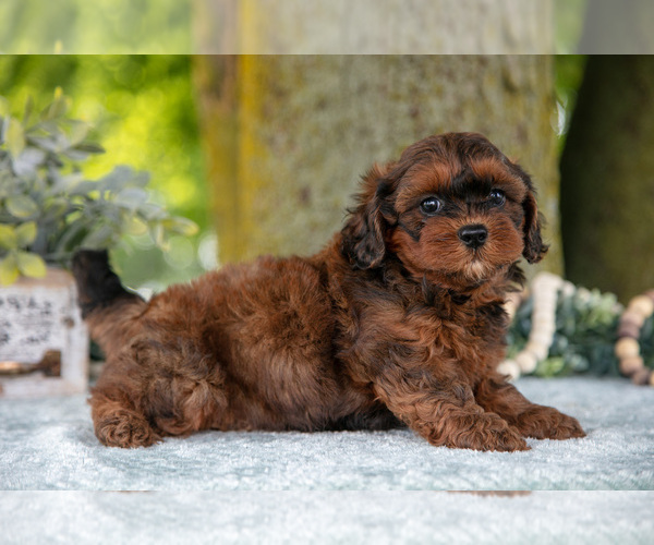 Medium Photo #4 Poodle (Miniature)-ShihPoo Mix Puppy For Sale in SHILOH, OH, USA