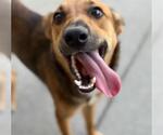 Small German Shepherd Dog Mix
