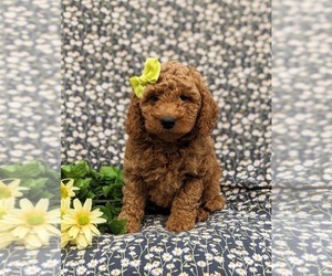Goldendoodle (Miniature) Puppy for sale in CHRISTIANA, PA, USA