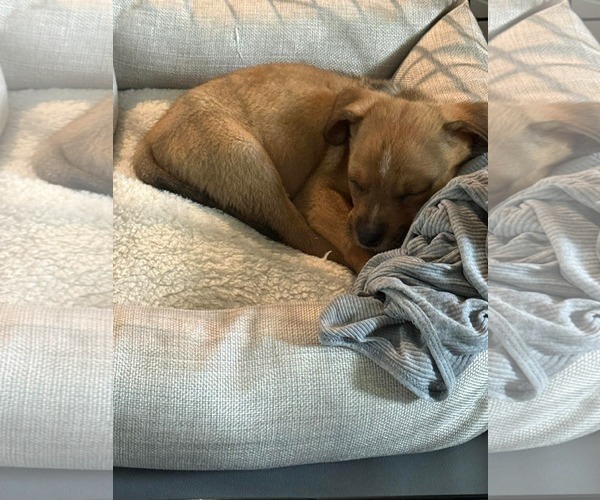 Medium Photo #8 Puggle Puppy For Sale in pomfret, CT, USA