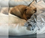 Small #7 Puggle