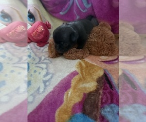 Pug Puppy for Sale in FREDERICKSBURG, Virginia USA
