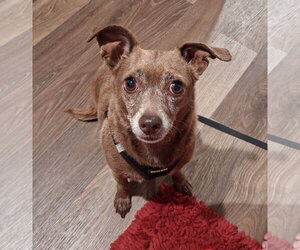 Chihuahua Dogs for adoption in Blacksburg, SC, USA