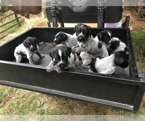 German Wirehaired Pointer Puppy for sale in SNOW CAMP, NC, USA