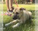 Small German Shepherd Dog-Great Pyrenees Mix