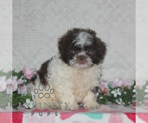 Zuchon Puppy for sale in RISING SUN, MD, USA