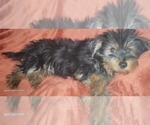 Small Photo #13 Yorkshire Terrier Puppy For Sale in AKRON, OH, USA