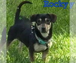 Small #7 Dachshund