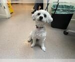 Small Maltipoo (Miniature)