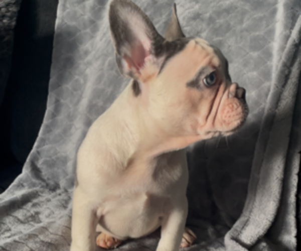 Medium Photo #6 French Bulldog Puppy For Sale in ANTIOCH, CA, USA