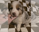 Small Photo #18 Australian Shepherd Puppy For Sale in ROY, UT, USA