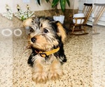 Small Photo #7 Yorkshire Terrier Puppy For Sale in RIVERSIDE, CA, USA