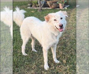 Great Pyrenees-Unknown Mix Dogs for adoption in Houston, TX, USA
