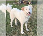 Small Great Pyrenees Mix