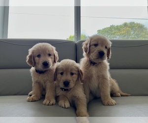 Golden Retriever Puppy for sale in MIAMI, FL, USA