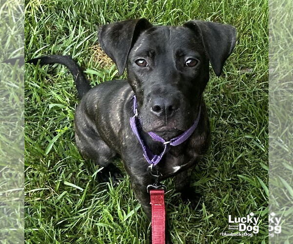 Medium Photo #9 Labrador Retriever-Unknown Mix Puppy For Sale in Washington, DC, USA